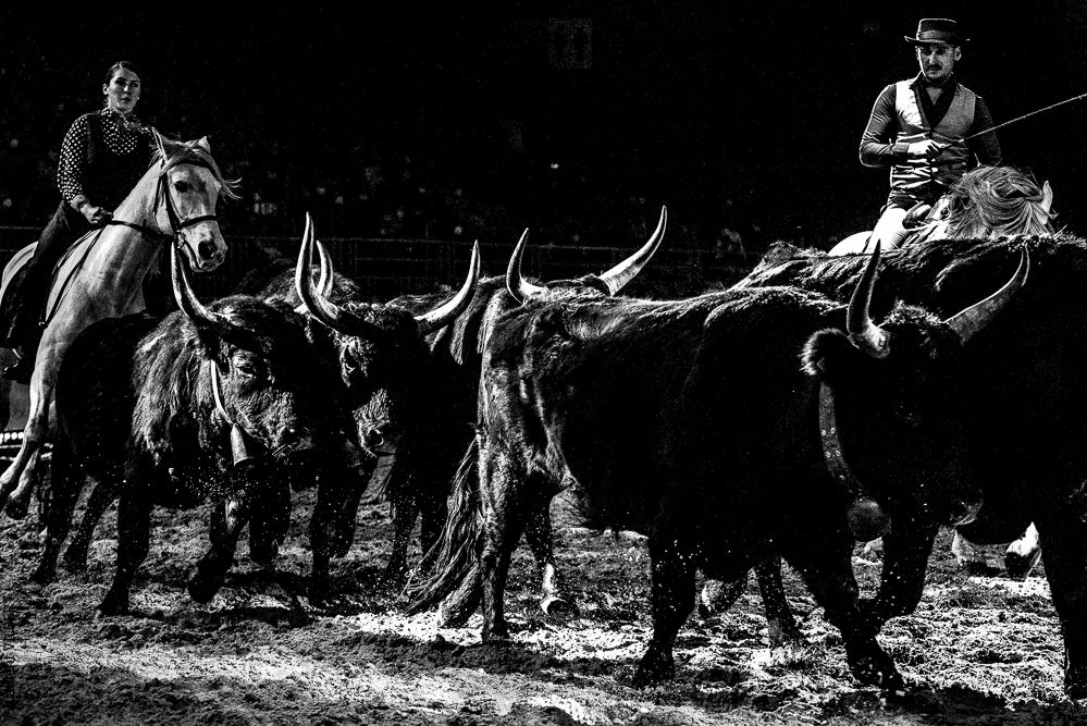 Cheval Passion 20220121-3965