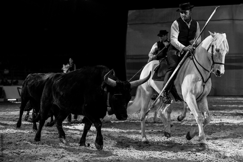 Cheval Passion 20220122-5405