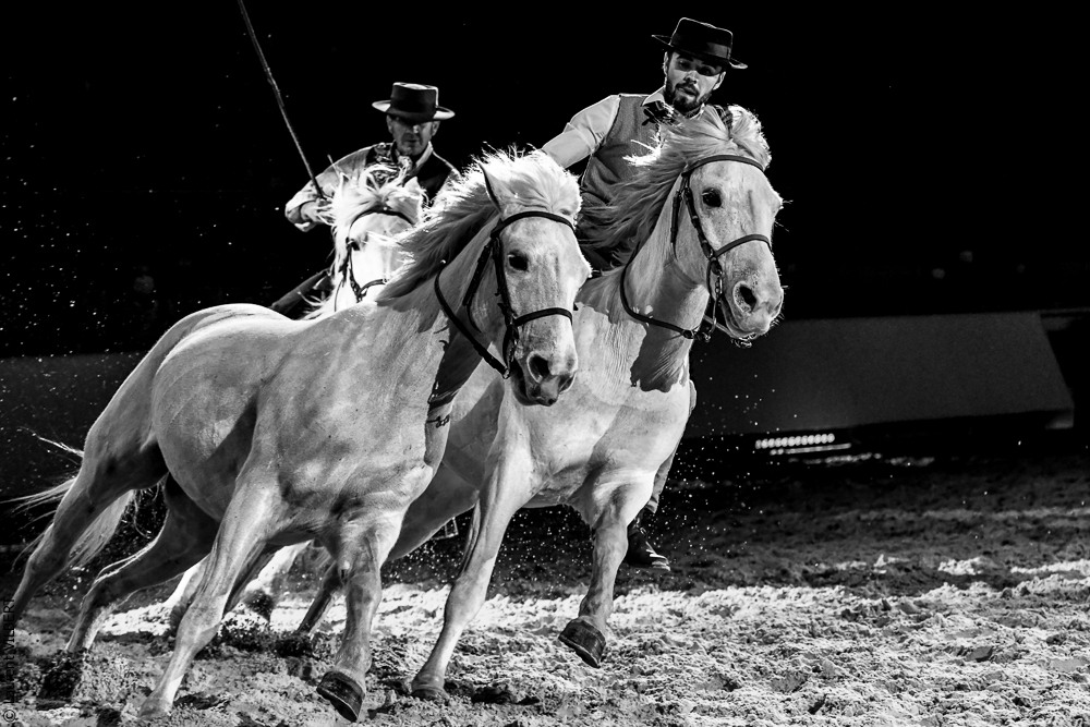 Cheval Passion 20220122-5446