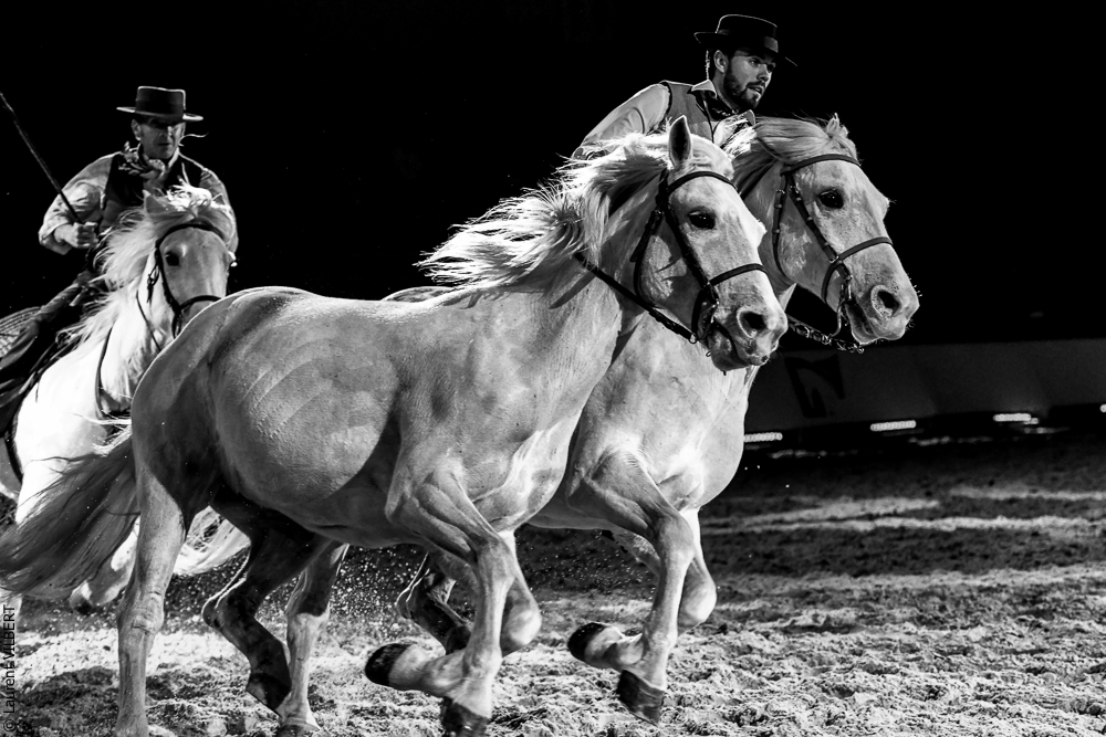 Cheval Passion 20220122-5447