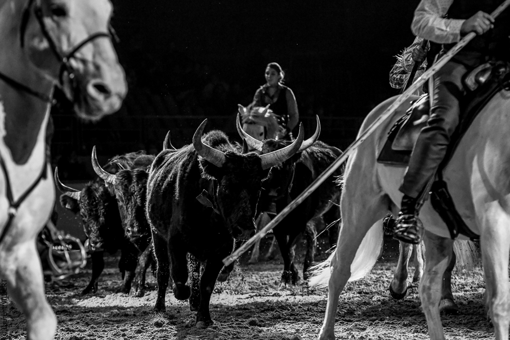 Cheval Passion 20220122-5566