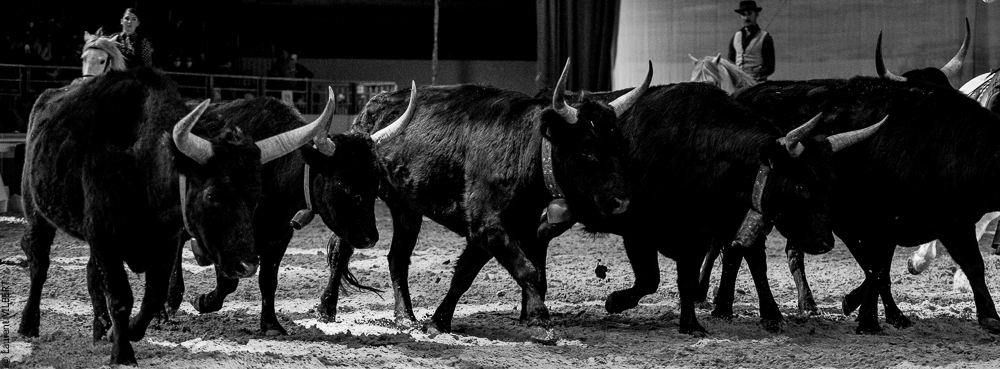 Cheval Passion 20220121-3655