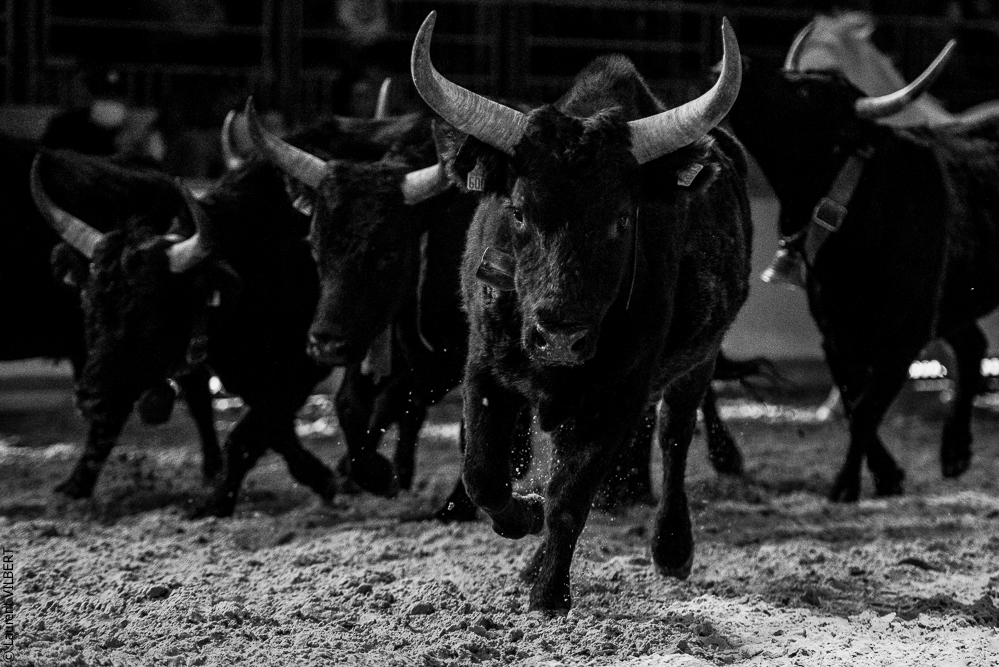 Cheval Passion 20220121-3669