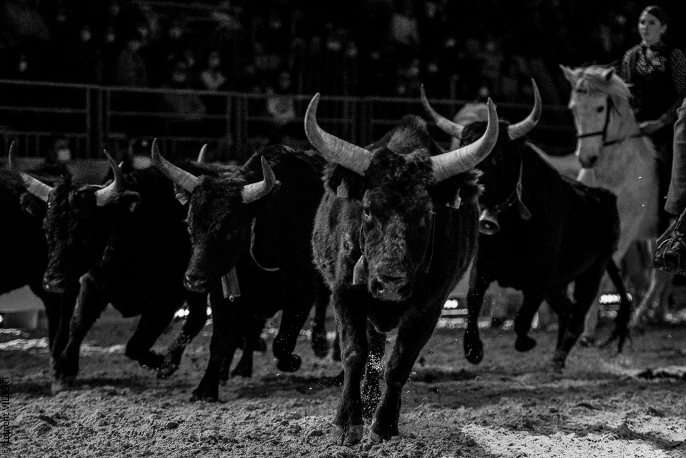 Cheval Passion 20220121-3670