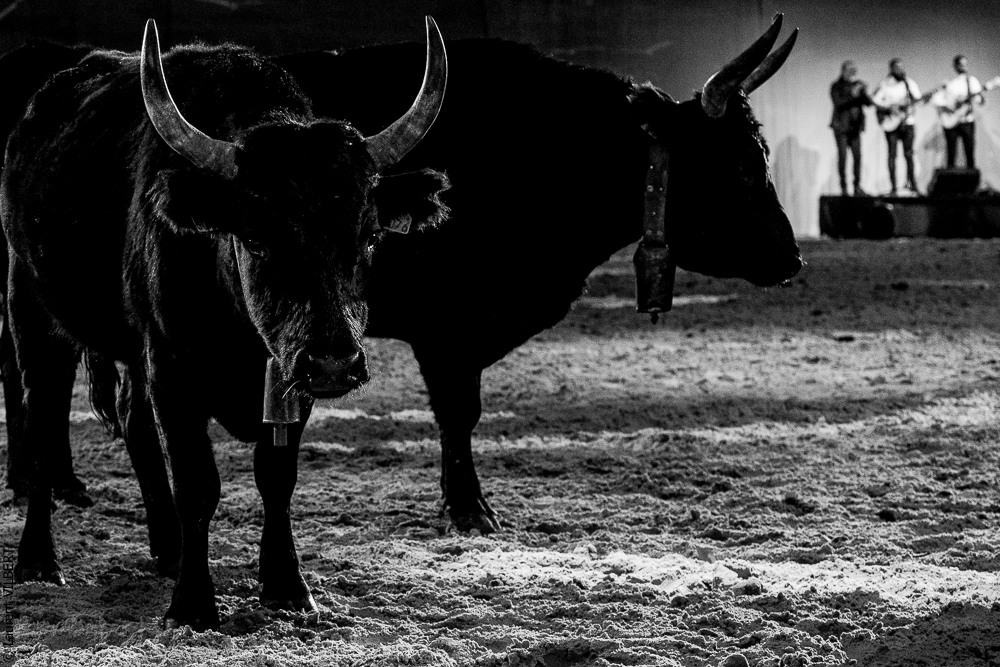 Cheval Passion 20220121-3820