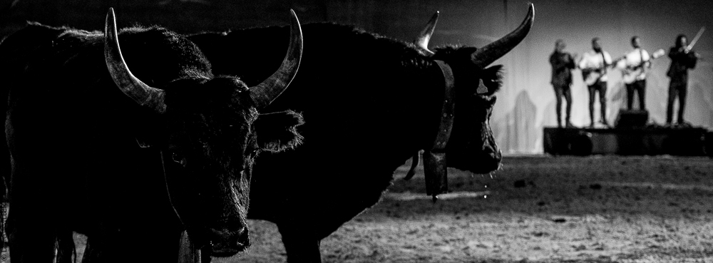 Cheval Passion 20220121-3821