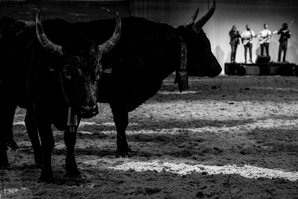 Cheval Passion 20220121-3822