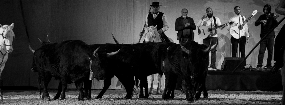 Cheval Passion 20220121-3866