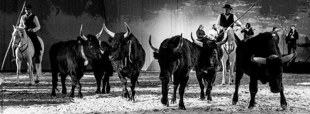 Cheval Passion 20220121-3878