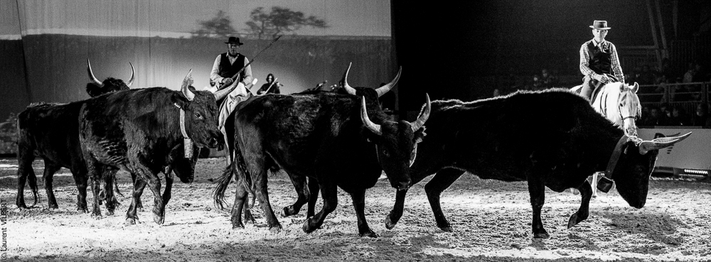 Cheval Passion 20220121-3882