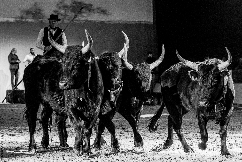 Cheval Passion 20220121-3883