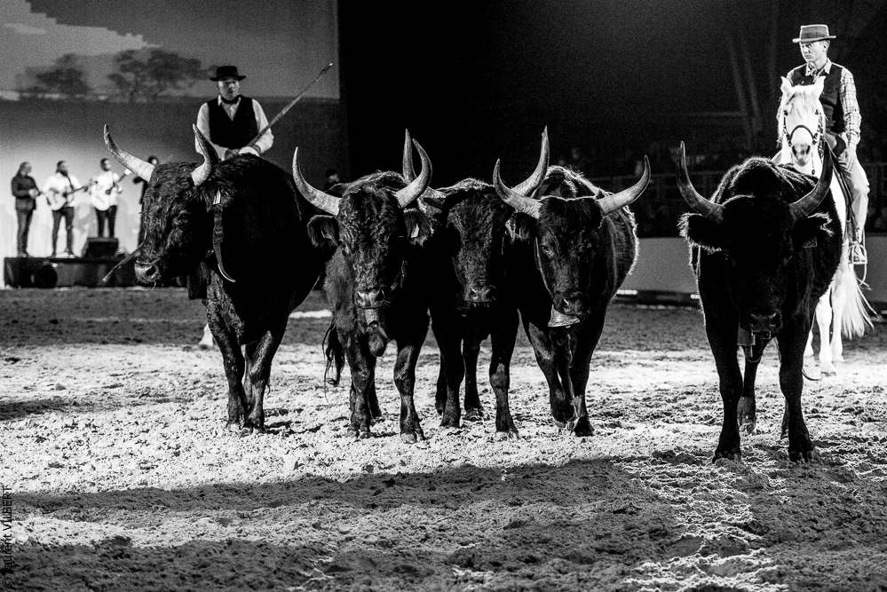 Cheval Passion 20220121-3885