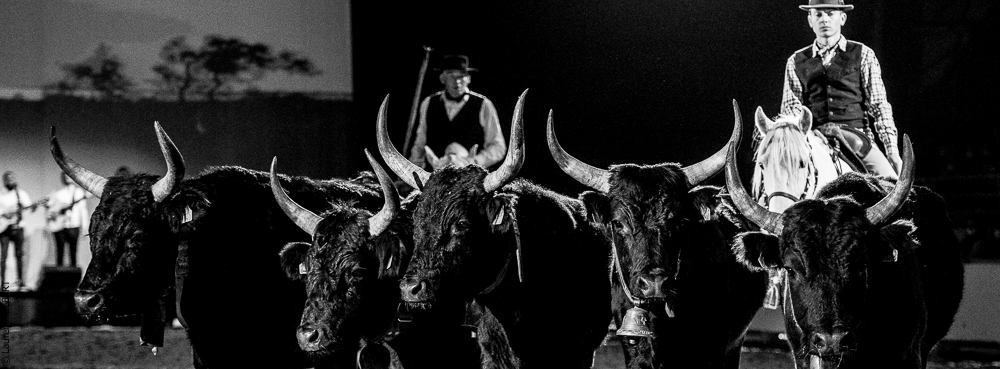 Cheval Passion 20220121-3888