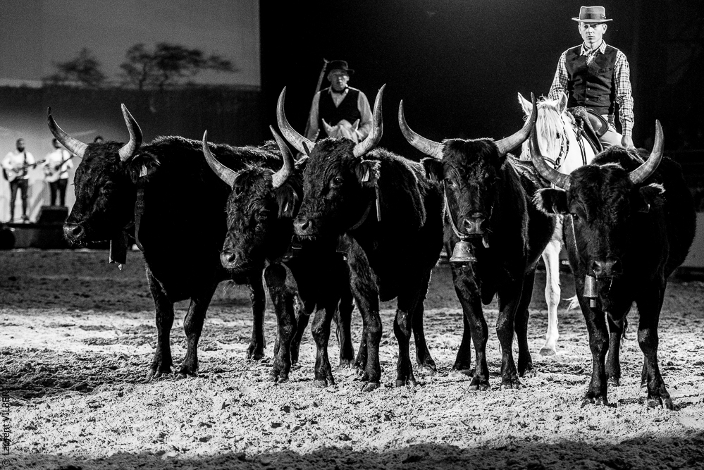 Cheval Passion 20220121-3889