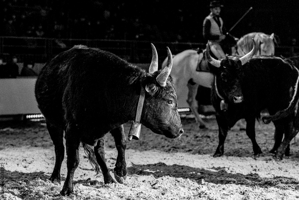 Cheval Passion 20220121-3898