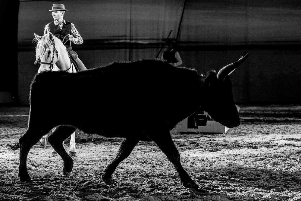 Cheval Passion 20220121-3904