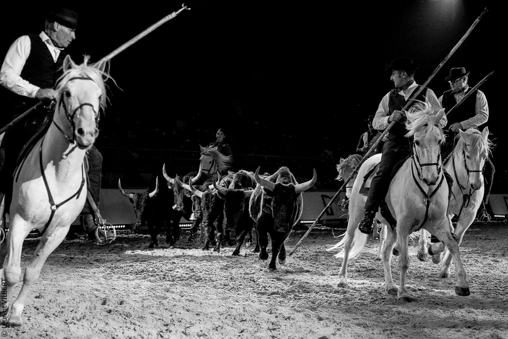 Cheval Passion 20220121-3949