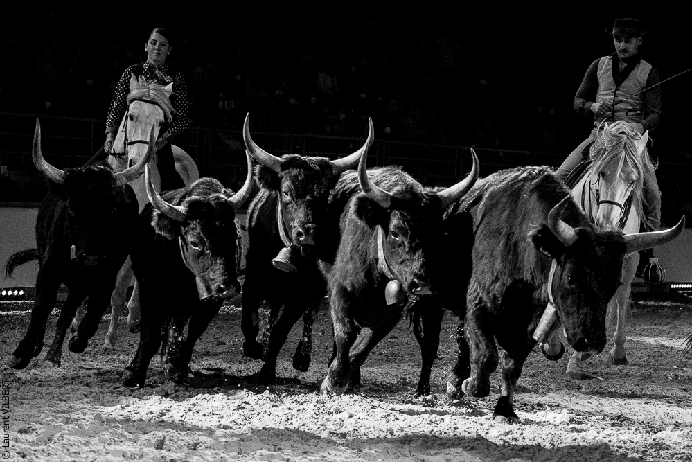 Cheval Passion 20220121-3952