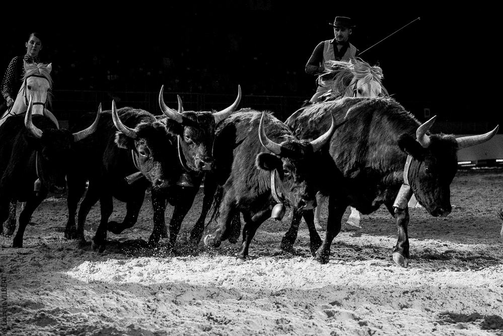 Cheval Passion 20220121-3954