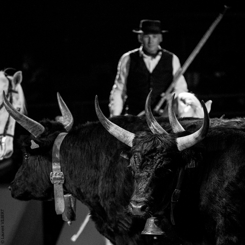 Cheval Passion 20220121-3977