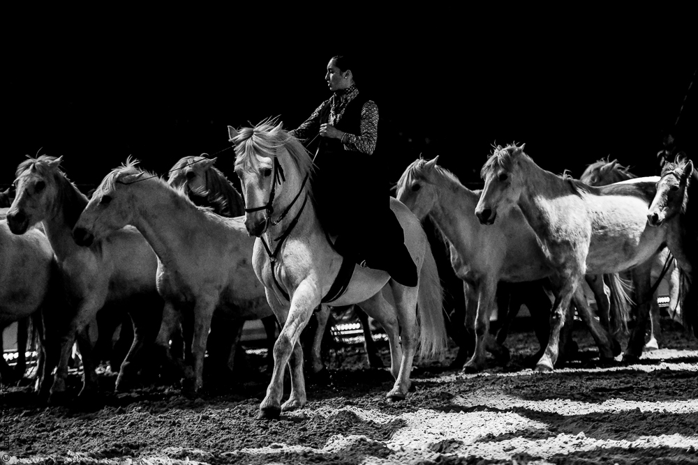 Cheval Passion 20220122-5396