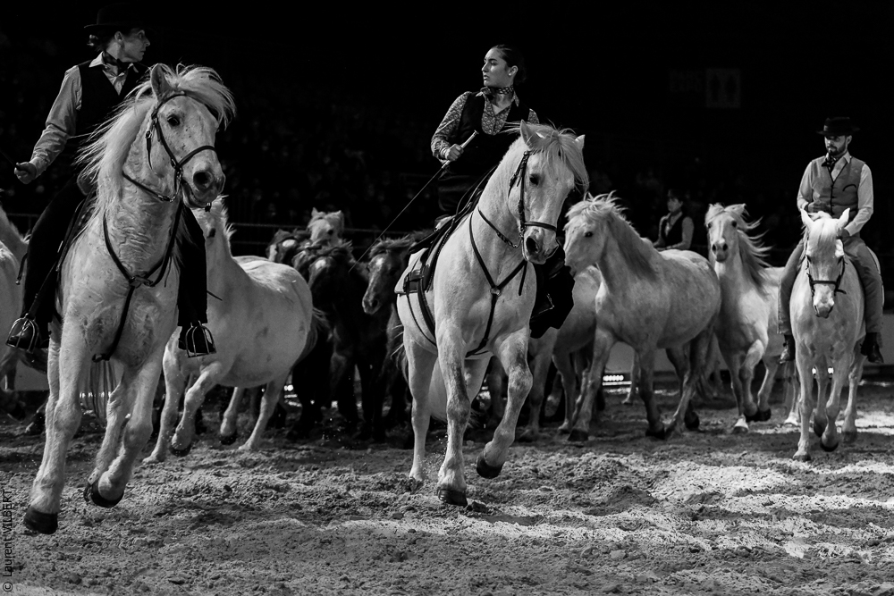 Cheval Passion 20220122-5408