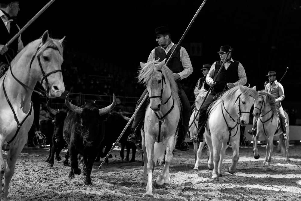 Cheval Passion 20220122-5413