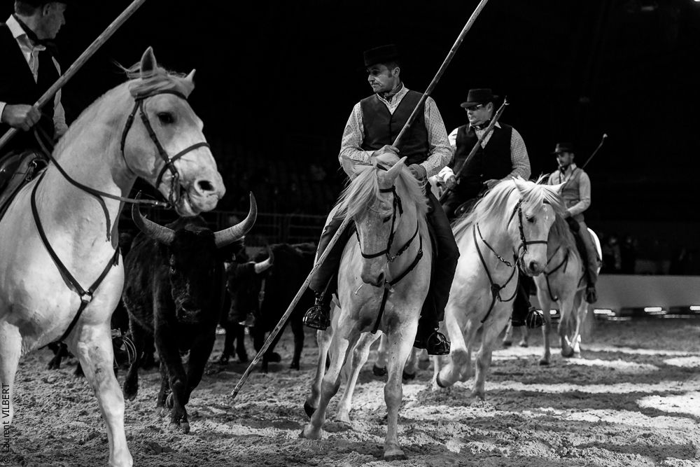 Cheval Passion 20220122-5415