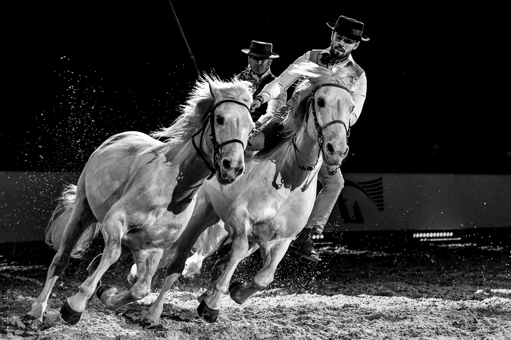 Cheval Passion 20220122-5445