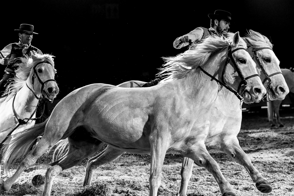 Cheval Passion 20220122-5448