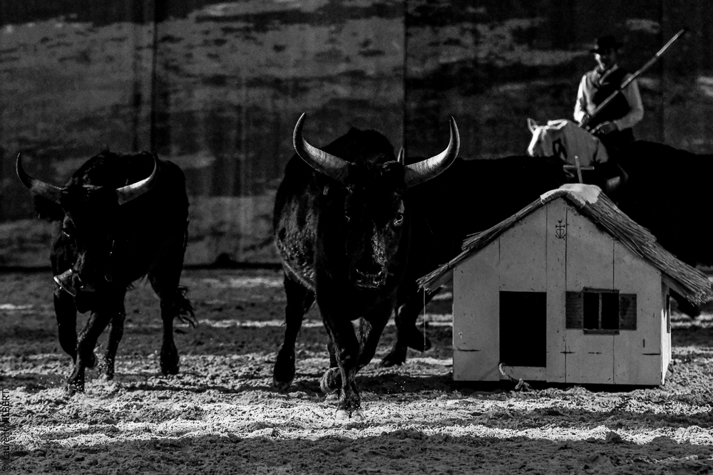 Cheval Passion 20220122-5530