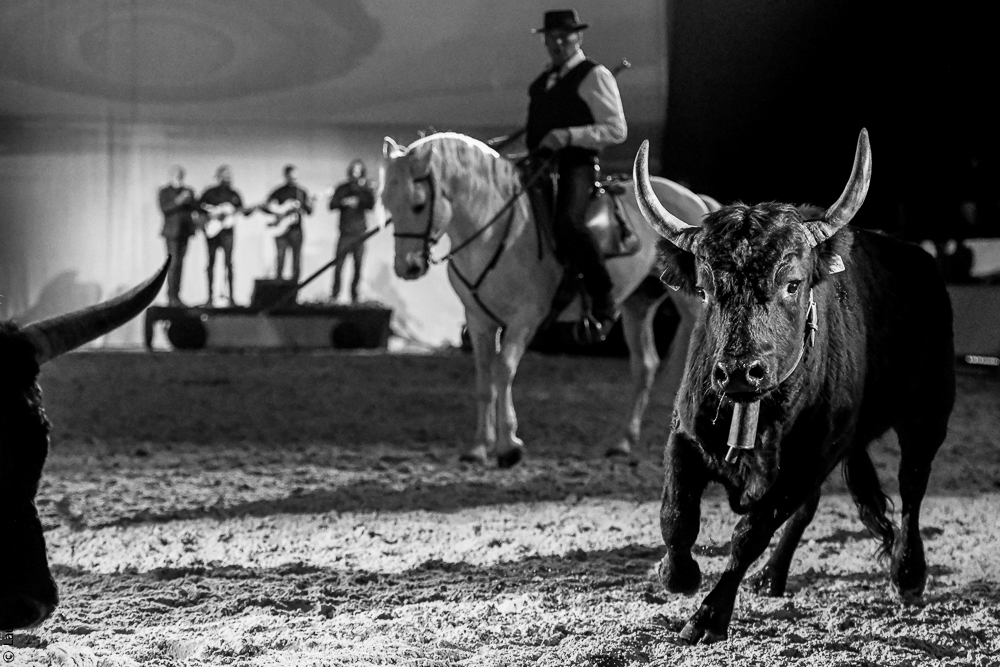 Cheval Passion 20220122-5547