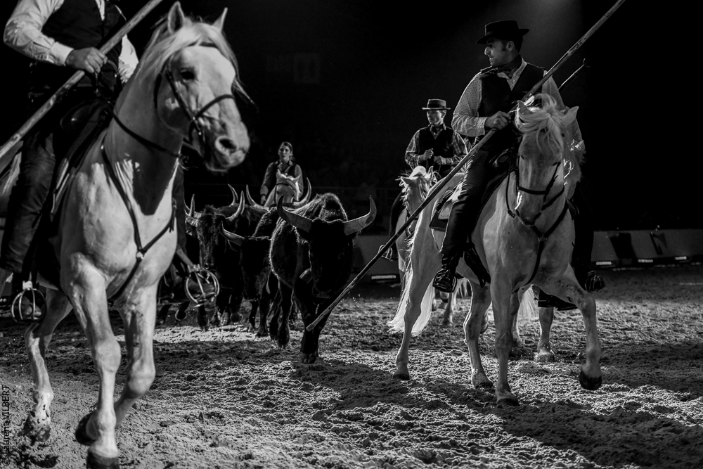 Cheval Passion 20220122-5558