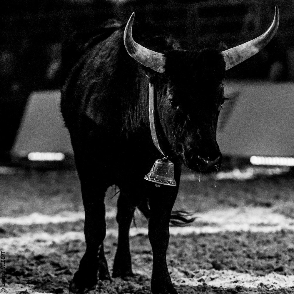 Cheval Passion 20220123-6216