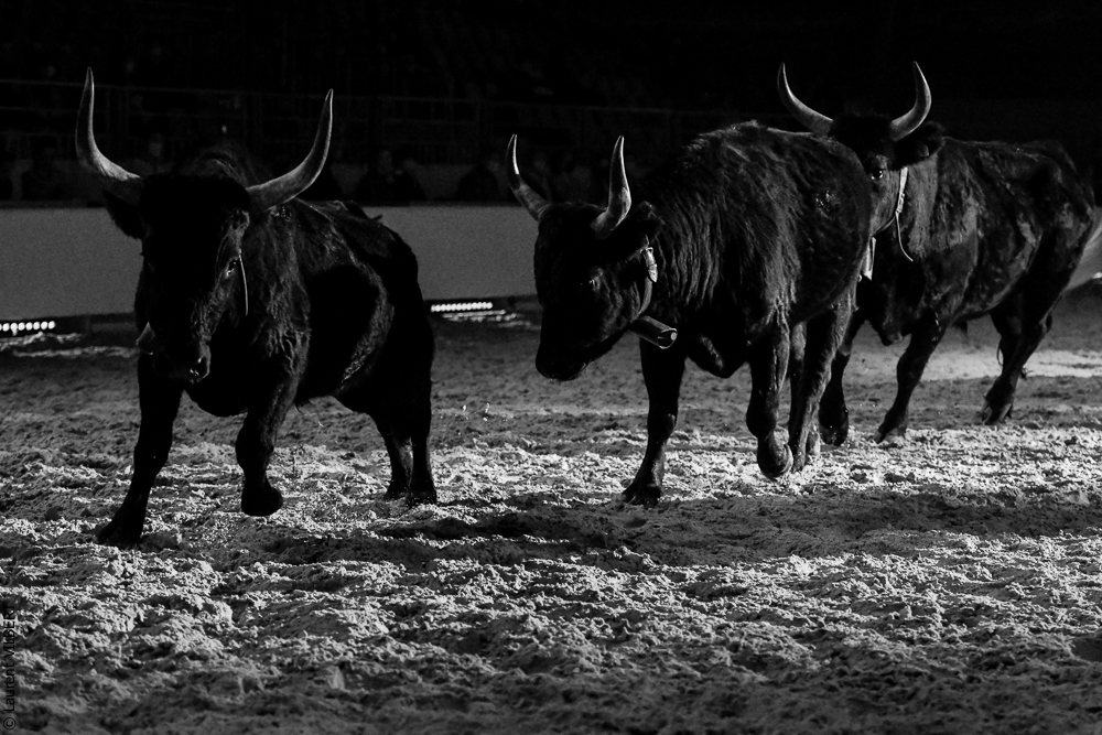 Cheval Passion 20220123-6318