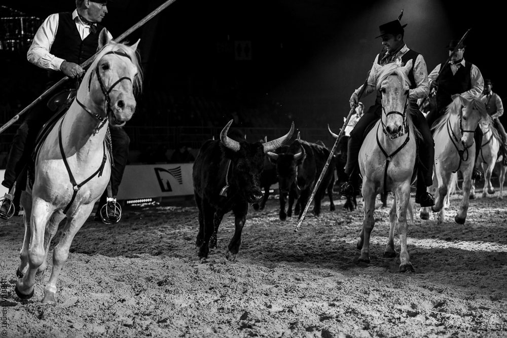 Cheval Passion 20220123-6332