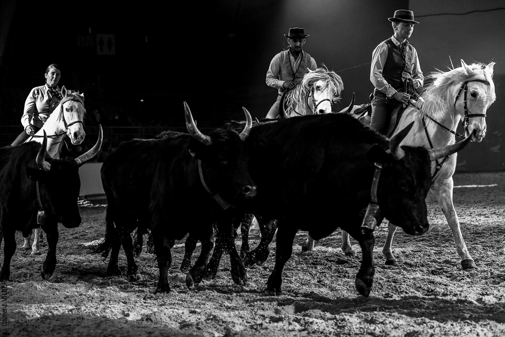 Cheval Passion 20220123-6337